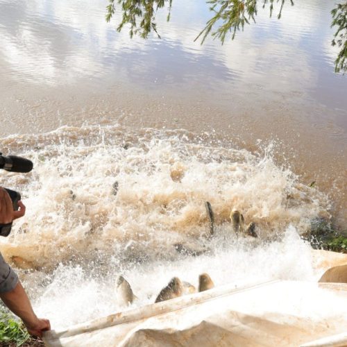 Foram soltos no lago peixes das espécies pacu, tambacu e patinga – Fotos: A. Frota