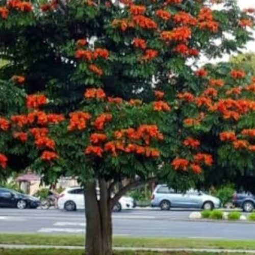 Divulgação