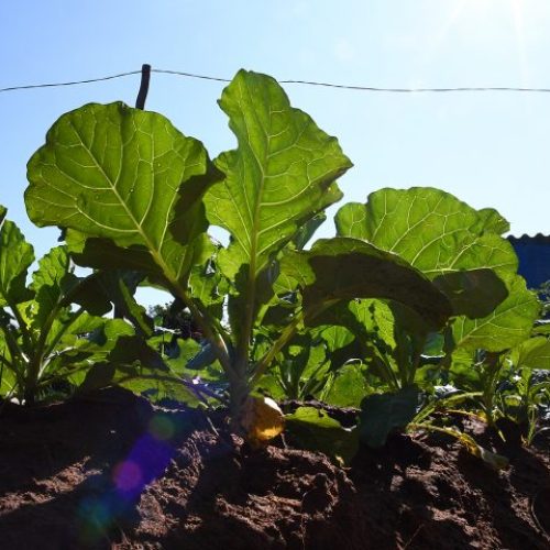 Coletânea busca valorizar e divulgar experiências bem-sucedidas em alimentação e nutrição para fortalecer a saúde pública no Estado - Foto: Divulgação