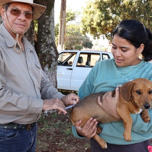Para cães e gatos com idade a partir de três meses a indicação da vacina antirrábica é anualmente. Foto: A. Frota