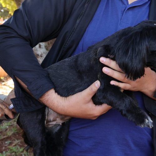 Indicação é que cães e gatos, a partir de três meses de idade, com boas condições de saúde, recebam as doses anualmente- Foto: A. Frota