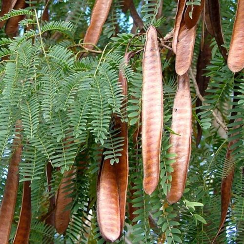 Lei que será encaminhada à Câmara Municipal cria condições para que Dourados possa combater a proliferação da Leucena de maneira eficaz e sustentável. Divulgação/Assecom