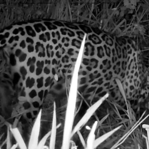 Foto: Reprodução/Onçafari