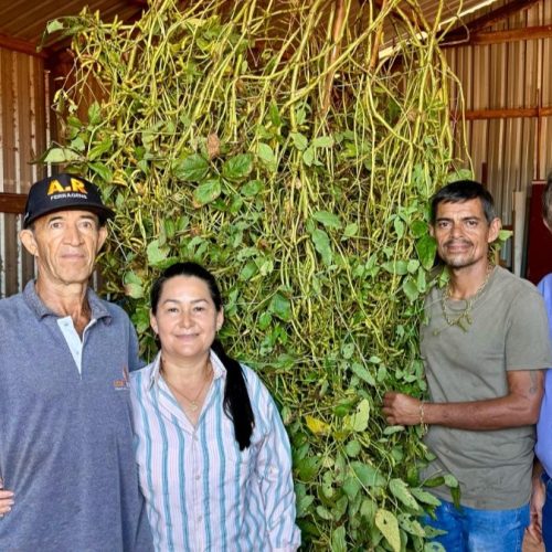 Produtores Rosemar e Erly retiram pé de soja para participação em concurso; prefeito Itamar Bilibio acompanhou colheita 