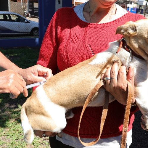 Campanha de vacinação antirrábica segue com equipes do Centro de Controle de Zoonoses percorrendo os bairros, distritos e localidades rurais, reforçando a importância da imunização para saúde pública. Foto: A. Frota