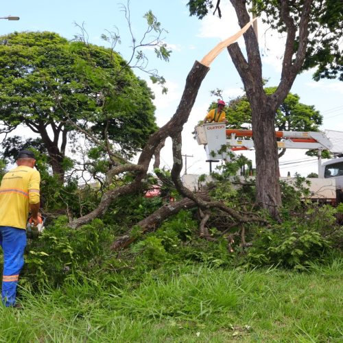 Prefeitura remove árvores em risco de queda em Dourados. Foto: A. Frota
