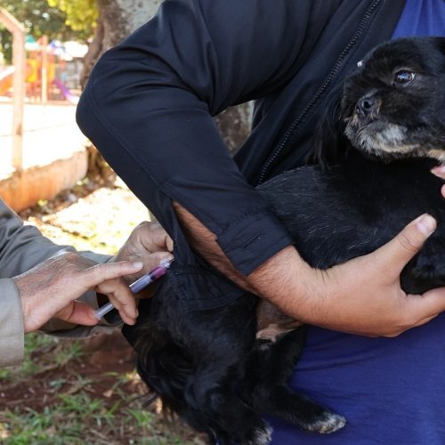 Recomendação é que pets sejam vacinados anualmente contra a raiva – Foto: A. Frota