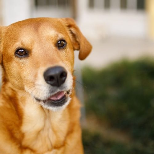Iniciativa do poder público amplia cuidados com animais domésticos em Dourados. Divulgação
