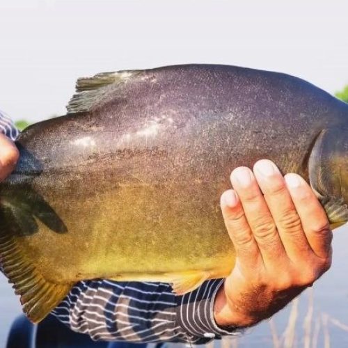 Prefeitura vai soltar peixes vivos no lago do Parque Antenor Martins para a Festa da Páscoa – Crédito: Arquivo/Assecom