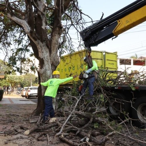Primeira árvore que foi suprimida estava localizada na rua Oliveira Marques, região central de Dourados -Foto: A. Frota