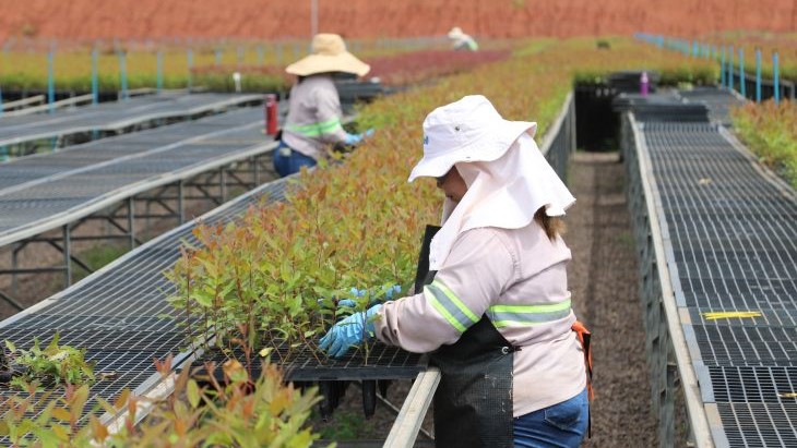 Silvicultura Abre Portas para Mulheres na Universidade e Impulsiona Desenvolvimento Sustentável em Mato Grosso do Sul