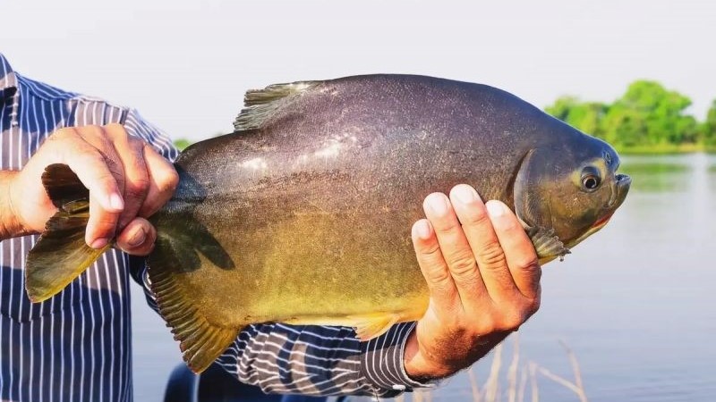Prefeitura abre licitação para aquisição de peixes vivos para a 1ª Festa da Páscoa Prefeitura abre licitação para aquisição de peixes vivos para a 1ª Festa da Páscoa