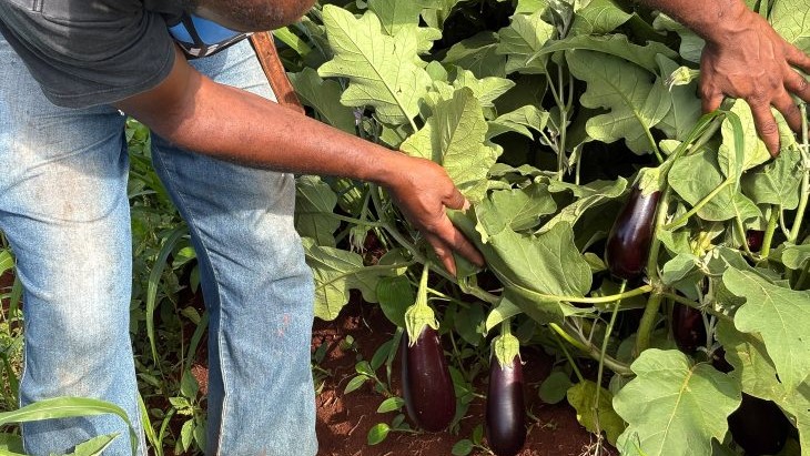 Alimentação Escolar da REE/MS impulsiona aprendizagem e fortalece agricultores familiares