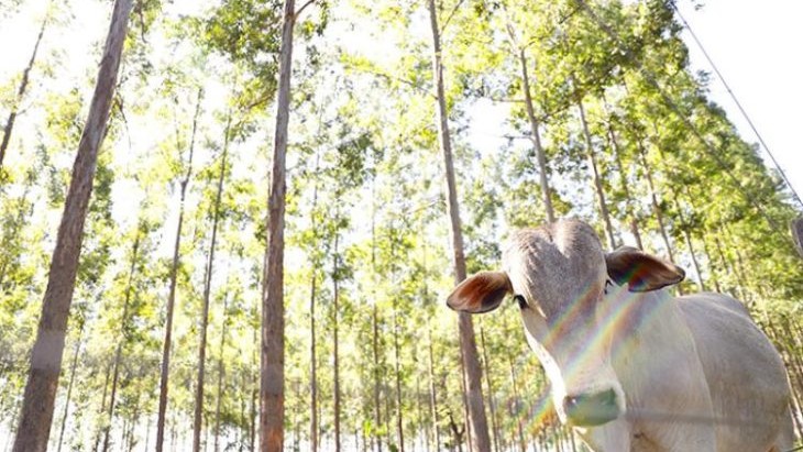MS conduz recuperação de pastagens e se consolida como referência nacional em agropecuária sustentável
