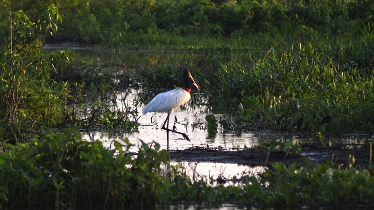 Programa consolida preservação de 126 mil hectares no Pantanal e abre nova chamada em 2026