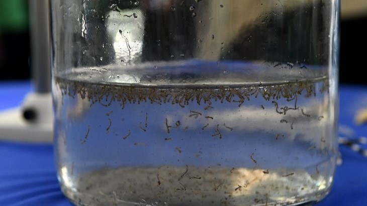 MS registra 14 casos confirmados de dengue