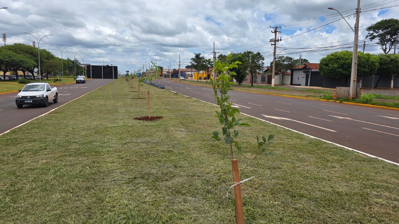 Imam inicia plantio de 280 mudas de ipês na Coronel Ponciano