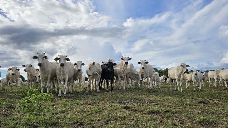 Recuperação de pastagens em MS avança com políticas públicas estruturantes, crédito e tecnologias