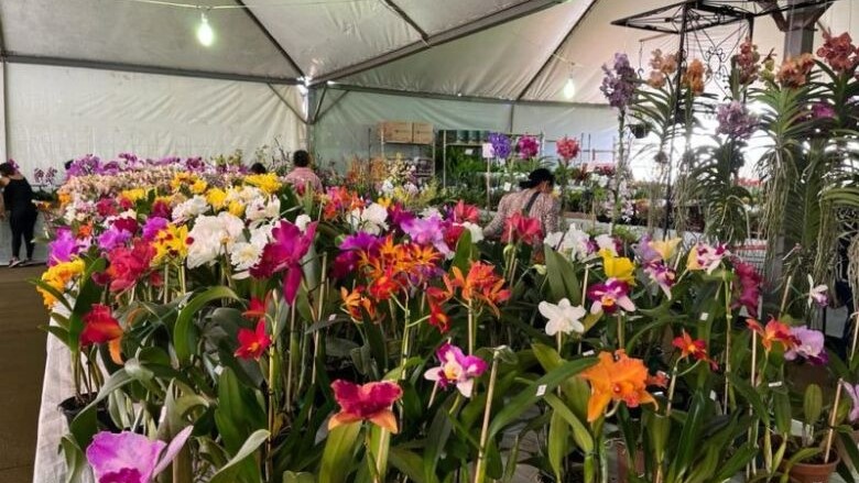 Dourados recebe feira de flores ornamentais de 4 a 8 de março na Praça Antônio João