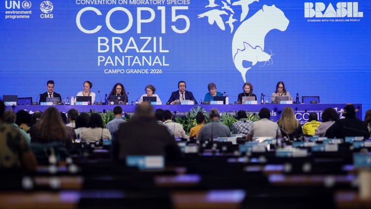 COP15 aprova maior proteção de bagres gigantes da Amazônia e ariranhas COP15 aprova maior proteção de bagres gigantes da Amazônia e ariranhas
