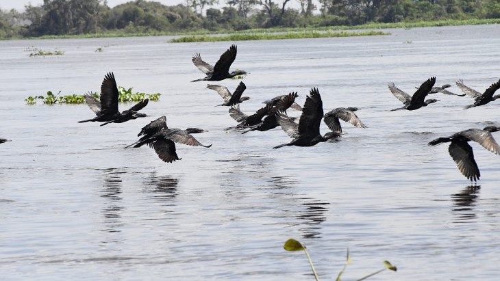 COP15: Pantanal é ponto de parada e alimentação para 190 espécies de aves migratórias do Continente