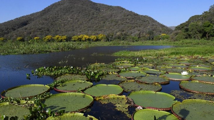 Mato Grosso do Sul é o único estado a implementar todos os instrumentos da governança climática Mato Grosso do Sul é o único estado a implementar todos os instrumentos da governança climática