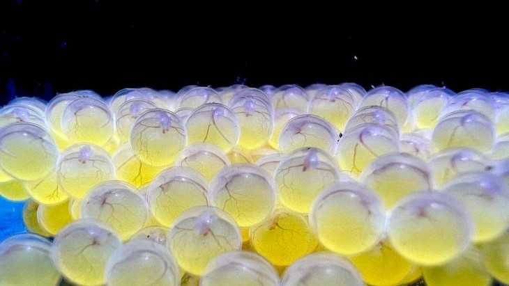 Bioparque alcança 100ª reprodução e se consolida como maior banco genético vivo de água doce do mundo