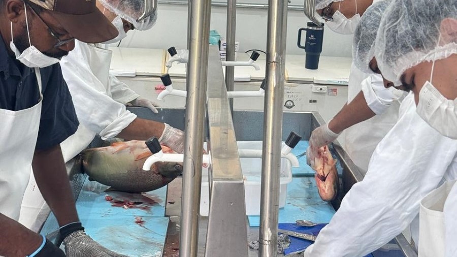 Iniciado o preparo de pescados que serão comercializados na 2ª Festa da Páscoa