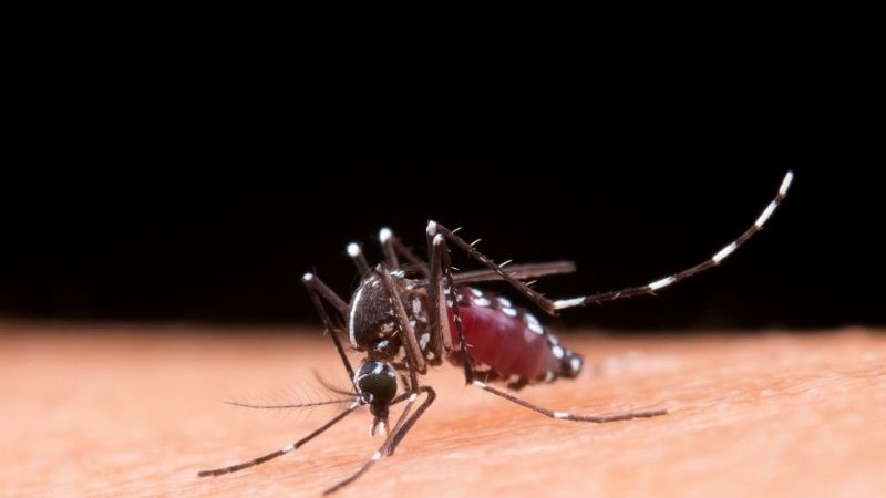 Com alta de casos e mortes, MPMS reforça fiscalização contra dengue e chikungunya em Dourados Com alta de casos e mortes, MPMS reforça fiscalização contra dengue e chikungunya em Dourados
