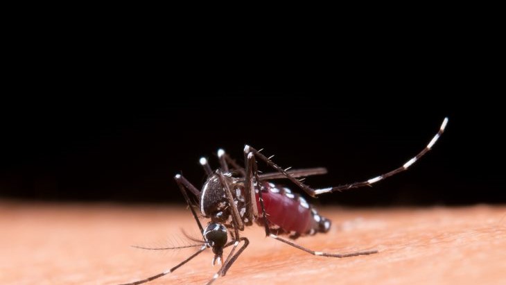 Boletim Epidemiológico: MS registra 2.639 casos confirmados de chikungunya Boletim Epidemiológico: MS registra 2.639 casos confirmados de chikungunya