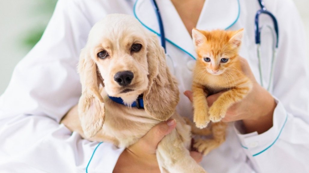 ALEMS aprova campanhas de conscientização para saúde de cães e gatos ALEMS aprova campanhas de conscientização para saúde de cães e gatos