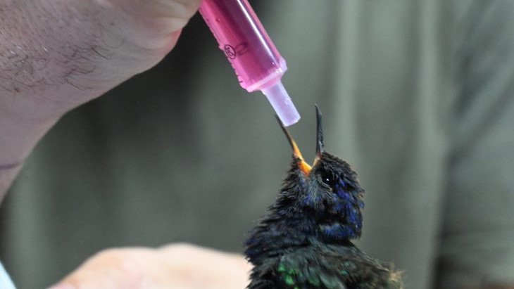 Três Lagoas: centro de animais silvestres recebe aves silvestres apreendidas e filhote de tamanduá resgatado