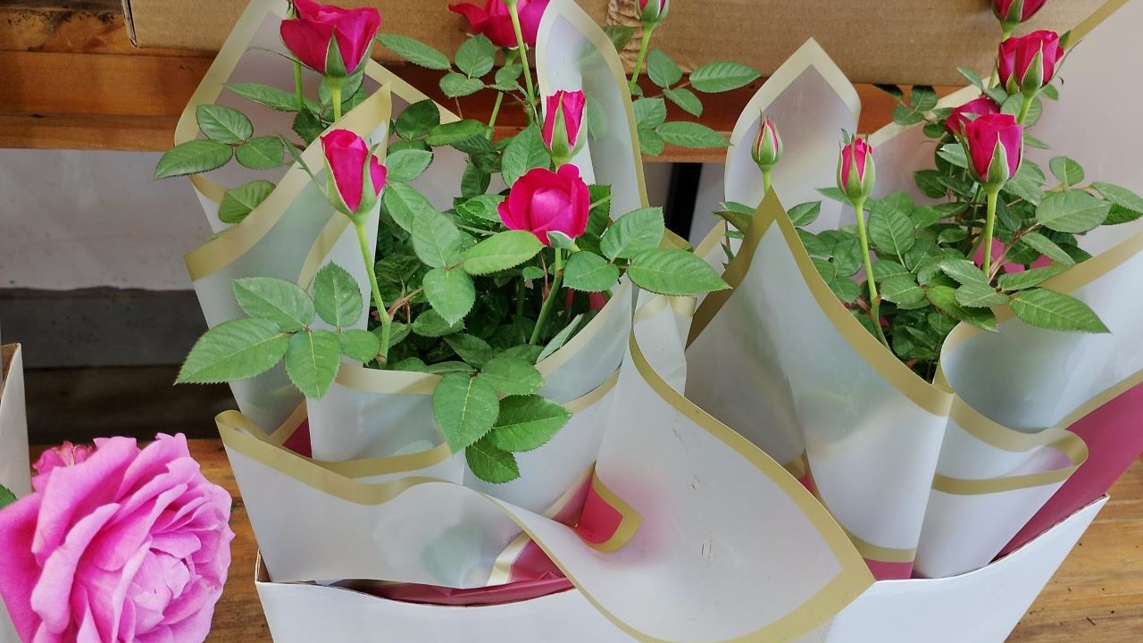 Procon de Dourados divulga pesquisa de preços de flores para o Dia das Mães