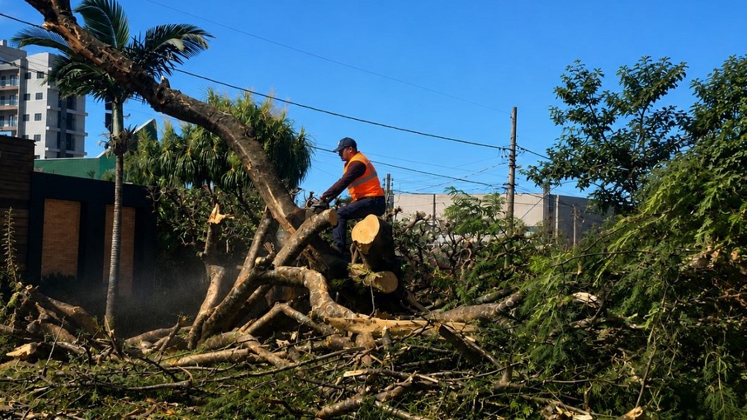 Prefeitura atua com rapidez após fortes chuvas e realiza remoção de árvores Prefeitura atua com rapidez após fortes chuvas e realiza remoção de árvores