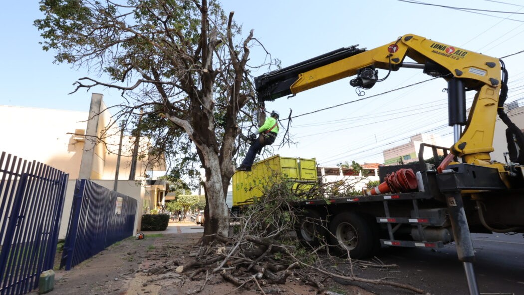 Imam acelera supressão de árvores condenadas e ultrapassa mil mudas plantadas