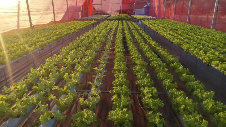 Agricultores de MS geram renda e perdem o medo da tecnologia com apoio da Fundect Agricultores de MS geram renda e perdem o medo da tecnologia com apoio da Fundect