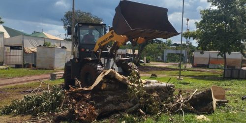 Trabalho em equipe de Secretarias Municipal removeu espécies com risco de queda no interior da Feira Central de Dourados