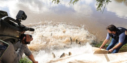 Foram soltos no lago peixes das espécies pacu, tambacu e patinga – Fotos: A. Frota