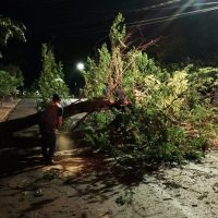 Árvores de grande porte caíram na cidade durante o temporal – Fotos: Defesa Civil