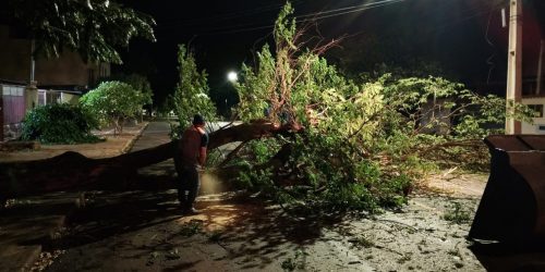 Árvores de grande porte caíram na cidade durante o temporal – Fotos: Defesa Civil