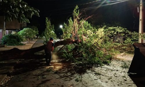Árvores de grande porte caíram na cidade durante o temporal – Fotos: Defesa Civil