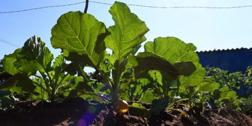 Coletânea busca valorizar e divulgar experiências bem-sucedidas em alimentação e nutrição para fortalecer a saúde pública no Estado - Foto: Divulgação