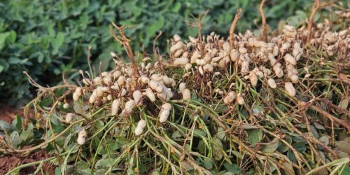 Fotos: Mairinco de Pauda/Semadesc