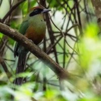 Foto: Geancarlo Merighi