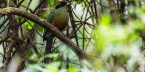 Foto: Geancarlo Merighi