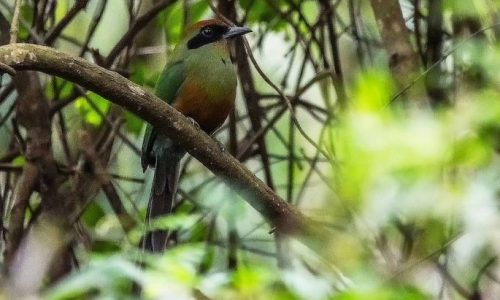 Foto: Geancarlo Merighi