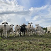 Recuperação de pastagens em MS avança com políticas públicas estruturantes, crédito e tecnologias
