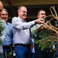 Para fortalecer cadeia produtiva da laranja, Riedel participa de remoção simbólica de murtas na Expogrande