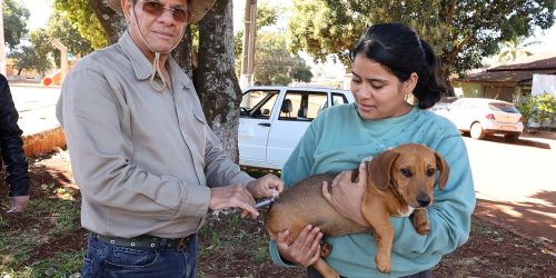 Para cães e gatos com idade a partir de três meses a indicação da vacina antirrábica é anualmente. Foto: A. Frota