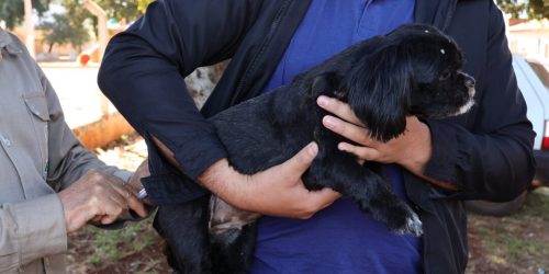 Indicação é que cães e gatos, a partir de três meses de idade, com boas condições de saúde, recebam as doses anualmente- Foto: A. Frota